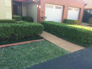 Lawn Care